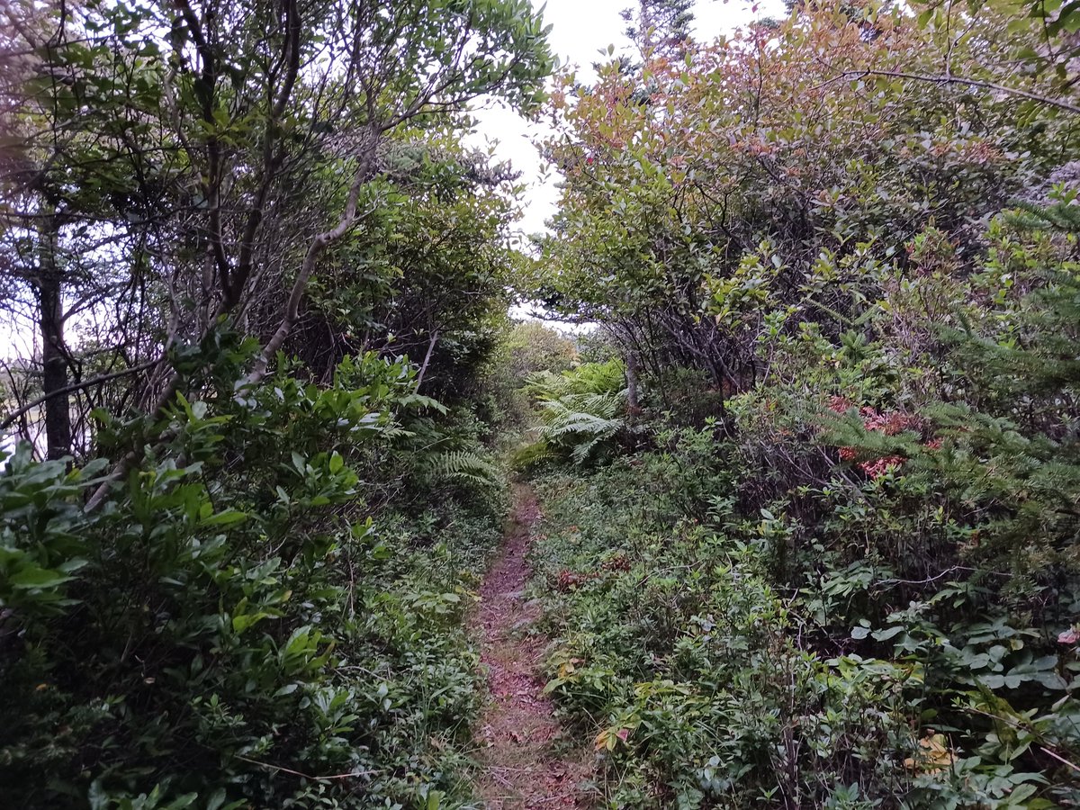 ImagesCoast's tweet photo. A walk in the forbidden forest of Nova Scotia, Canada. September 2025 Prize waiting at the end of the journey.
#forbiddenforest #walkinwoods #climatelockdown https://t.co/yxIJna1ahI