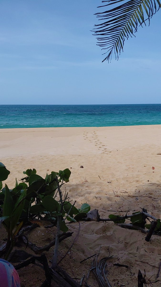 Aqui en Manati,  quien quiere para mamarselo