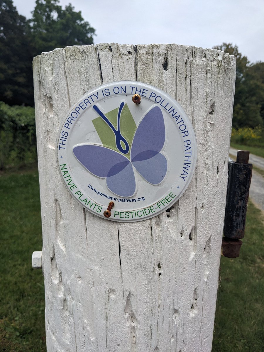 We have a 6 acre pollinator meadow aka medicine meadow at Evergreen Berry Farm where I do the majority of the farming and foraging.