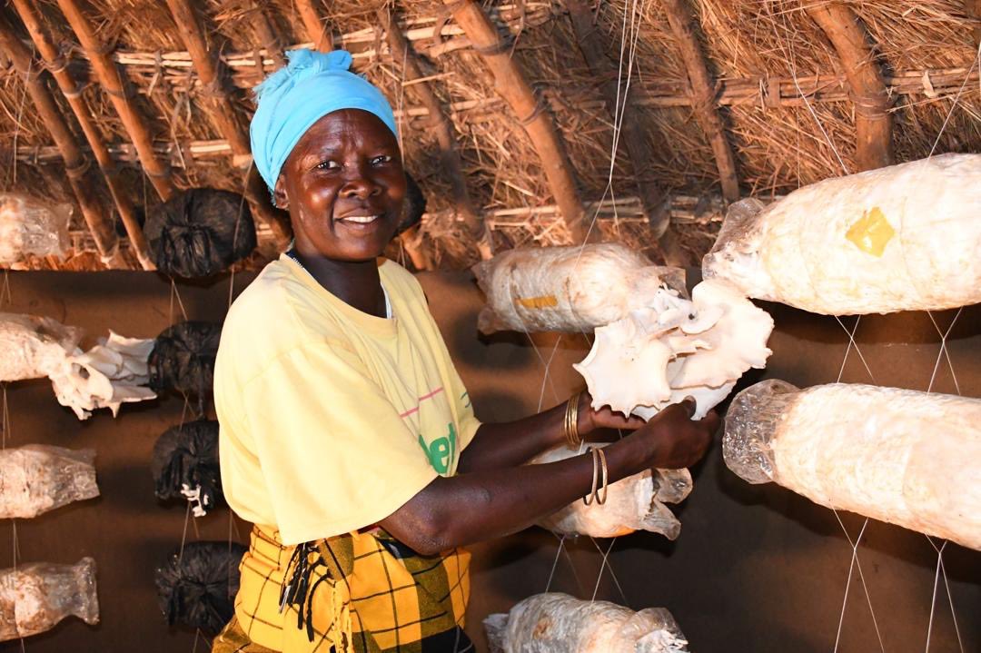 Healthy harvests for healthier lives: One of our promoters inspecting mushrooms 🍄 that are being used to boost nutrition in the community! 
#nutrientdensefoods #Humanity #Zerohunger