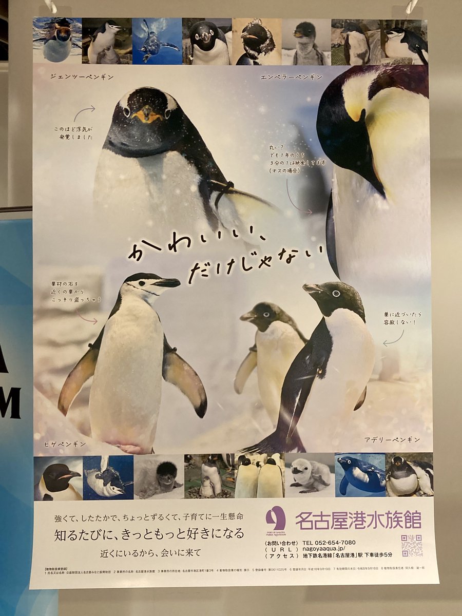 名古屋港水族館 ペンギンの羽根キーホルダー 全4種セット 名古屋
