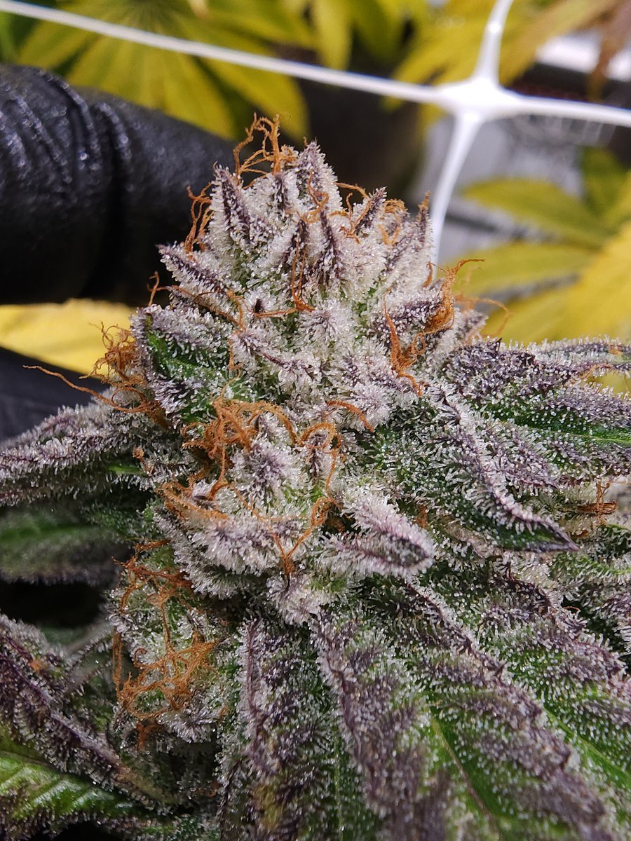 Blaze It Panda (@cloudcappedseed) on Twitter photo I guess I can only post 4 photos at a time? The bombthreat bubba x lemon party photos will trickle out over the week.
Bred by <a href="/humboldt_csi/">CSI:Humboldt</a> I guess I can only post 4 photos at a time? The bombthreat bubba x lemon party photos will trickle out over the week.
Bred by <a href="/humboldt_csi/">CSI:Humboldt</a>