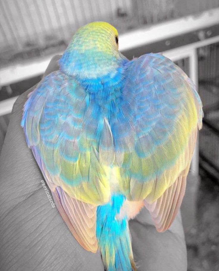 mubisgiller's tweet image. 