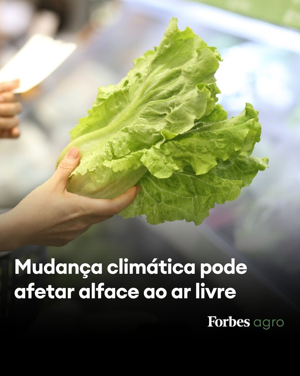 ForbesBR's tweet photo. Mapas climáticos da Embrapa indicam que o aumento das temperaturas pode inviabilizar o cultivo da hortaliça mais consumida no Brasil e aponta possíveis saídas.
🔗Leia mais em: https://t.co/dmp24x5pz5
(Foto: RunStudio / Getty Images)
#Alface #AumentoDaTemperatura #CultivoDeAlface #MapasClimáticos #Emprapa #ForbesAgro #ForbesBr