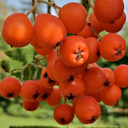 Rowan Tree Rituals THE MAGICAL ROWAN TREE The rowan tree (Sorbus aucuparia) is bound up ...