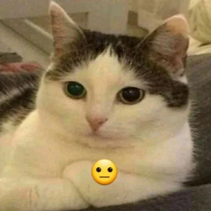 PunchingCat's tweet image. 