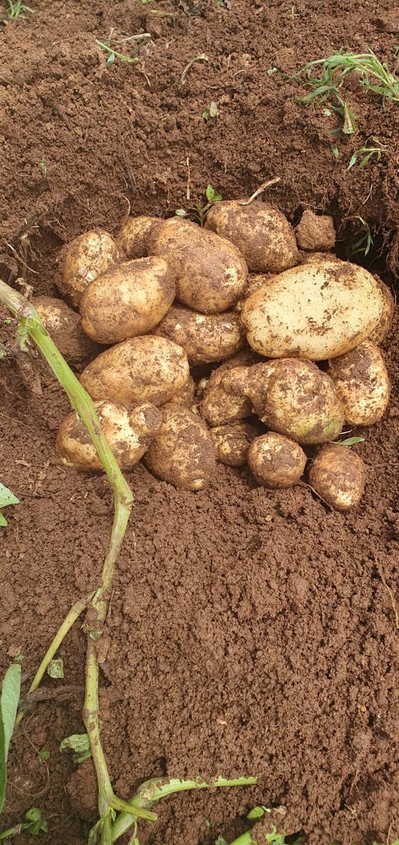 No importa como esté el camino, pero mientras estamos cosechando papa, seguimos cultivando de forma escalonada. La papa ha sido uno de los productos que más ha bajado de precio y sin descuidar los costos, esto ha sido algo donde ganan productores y clientes.

- Foto 1 Cosechando
