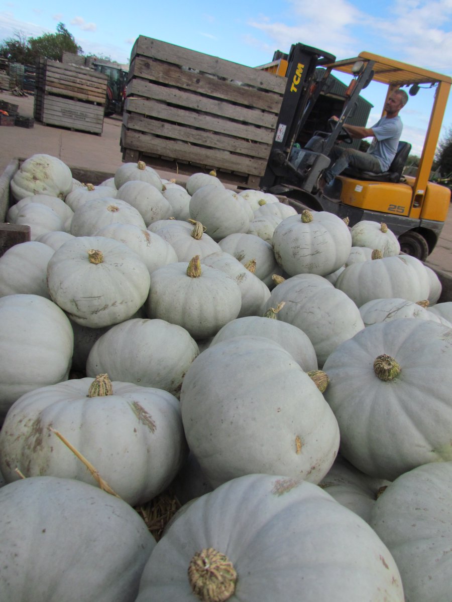 It's all about #squash  Dicken &amp; team lifting, me selling/packing orders as fast as I can, while Clyde clears barn space to store them as they arrive in the yard. 40 bins &amp; still going. Here are colourful Celebration, Delicata, Crown Prince