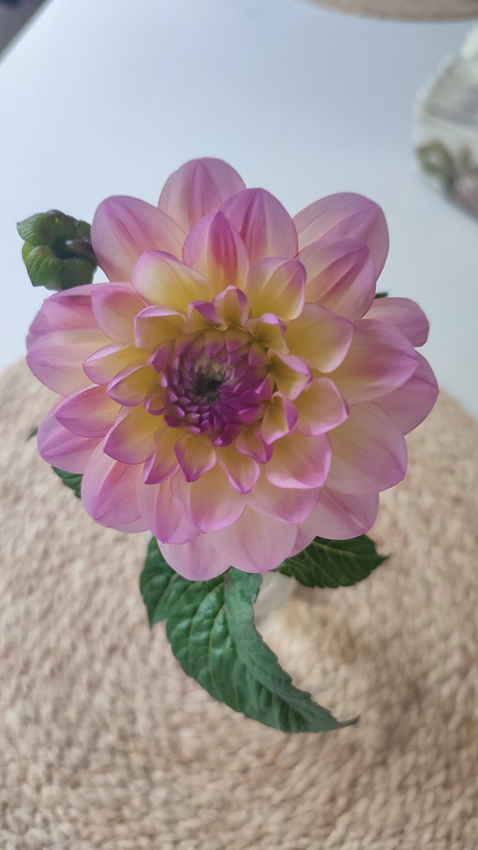 I wish you all a wonderful day 😊✨🏵️