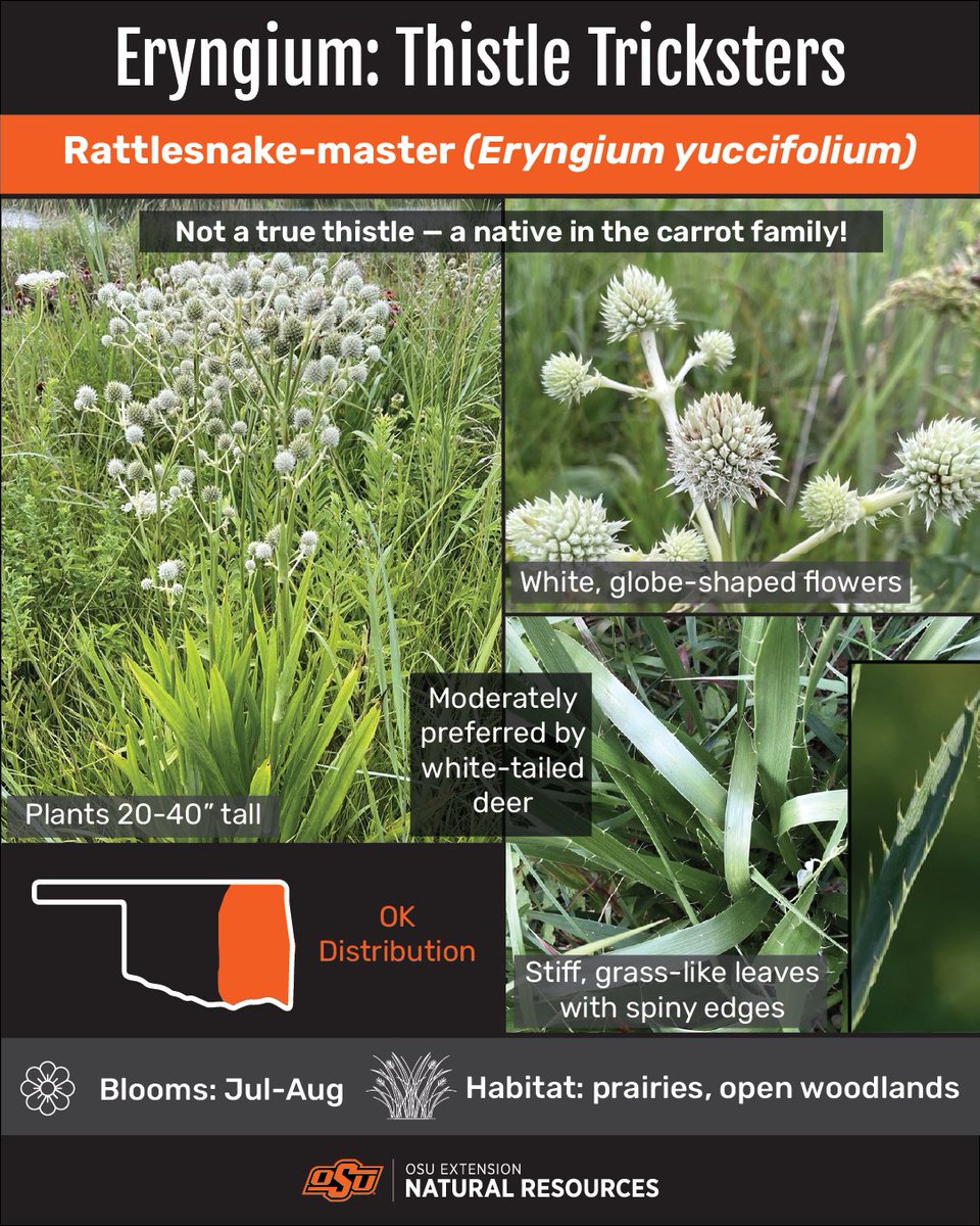 Eryngium: Thistle Tricksters

Leavenworth's Eryngo (Eryngium leavenworthii)

NOT a true thistle! - a native in the carrot family
- leaves, stems, &amp; flowers purple at maturity
- pineapple shaped flowers
- spiny, palm-like leaves
- plants 15-35" tall

Blooms: July - October
