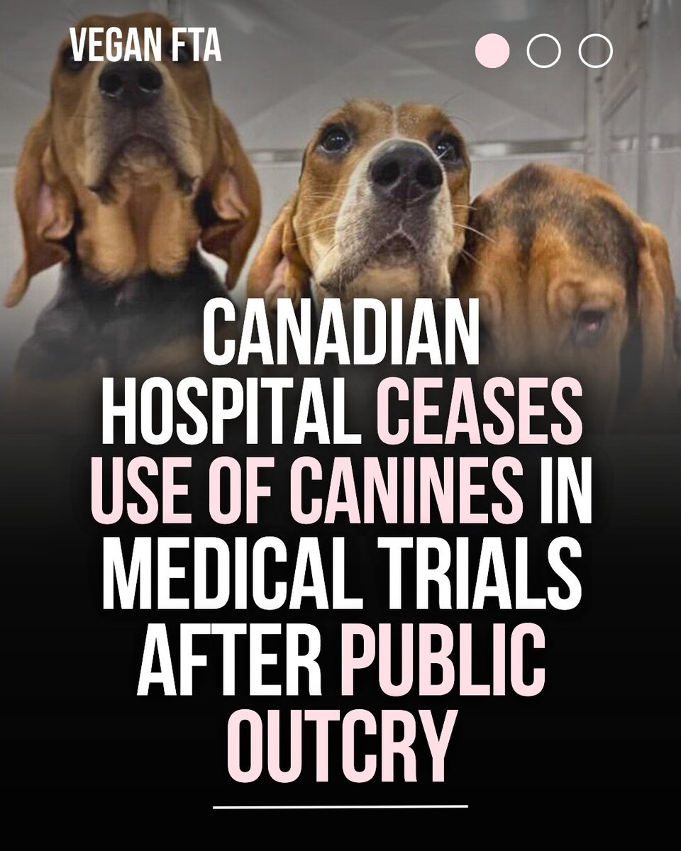 teamveganfta's tweet image. St. Joseph’s Health Care London in Ontario, Canada, said that it would immediately halt the use of dogs in its medical research following significant public indignation. 🐶🚫

👉 Read more: veganfta.com/articles/2025/…

#animaltesting #crueltyfree #dogs #savedogs #news