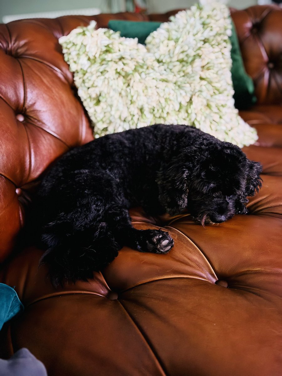 Fur thief’s alert pals …. 
And the temperature has dropped! Pfftttt #Vera🐶
#DogsOnX
#TwinsiesOnTwitter