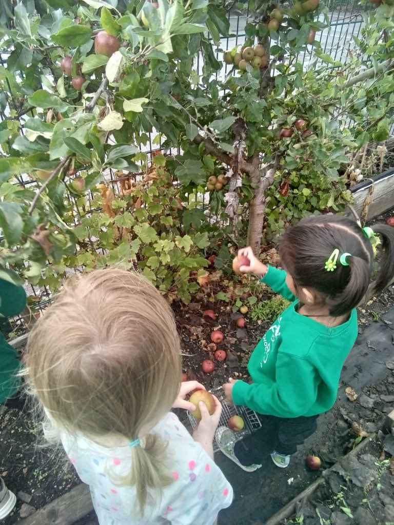 PreMilford's tweet image. We have been harvesting our apples from our tree in the allotment. We leave the fallen fruit for the insects. The children took their turns to make the pastry for delicious apple pies! @NewForestSussed  #preschoollearning #preschoolallotment
