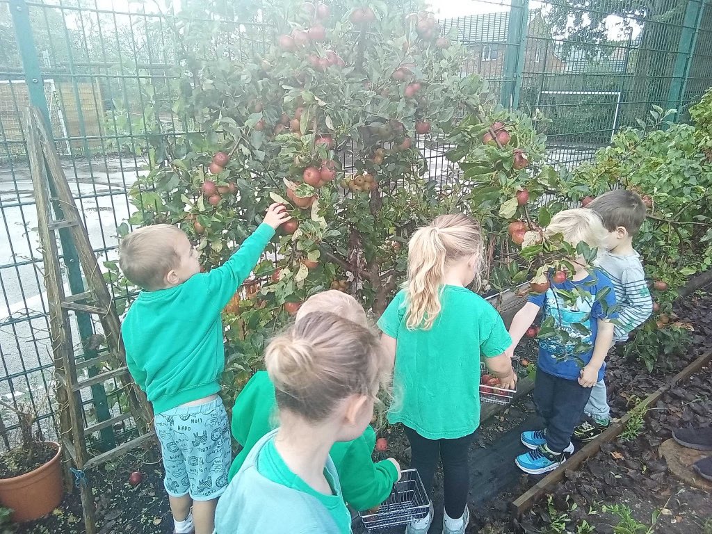 PreMilford's tweet image. We have been harvesting our apples from our tree in the allotment. We leave the fallen fruit for the insects. The children took their turns to make the pastry for delicious apple pies! @NewForestSussed  #preschoollearning #preschoolallotment