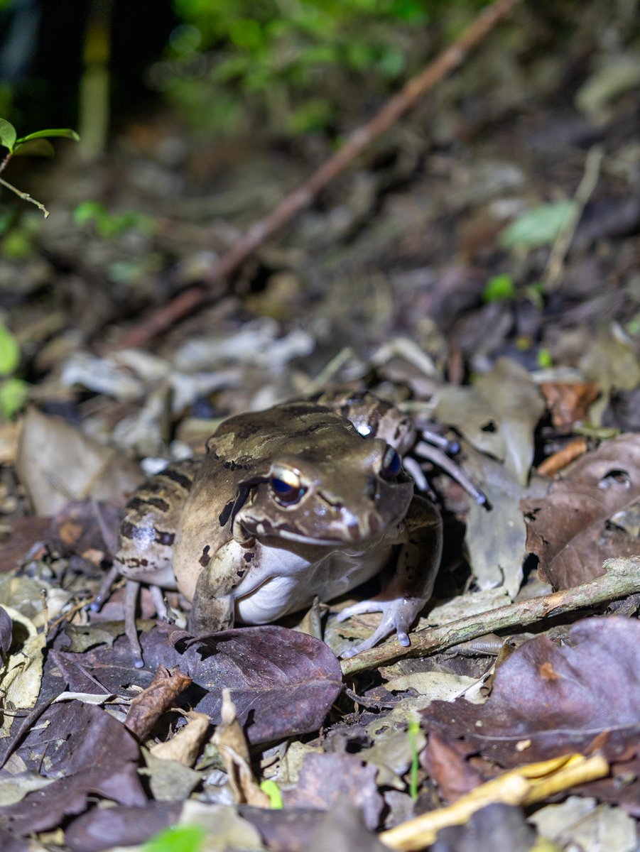 Our Mountain Chickens 🐸 are back in their semi-wild enclosure after 2 weeks of quarantine! Hearing them call already is a great sign of adjustment. 🌿

Read More: facebook.com/ReWildCaribbea…

#MCRP #ConservationInAction #SavingSpecies