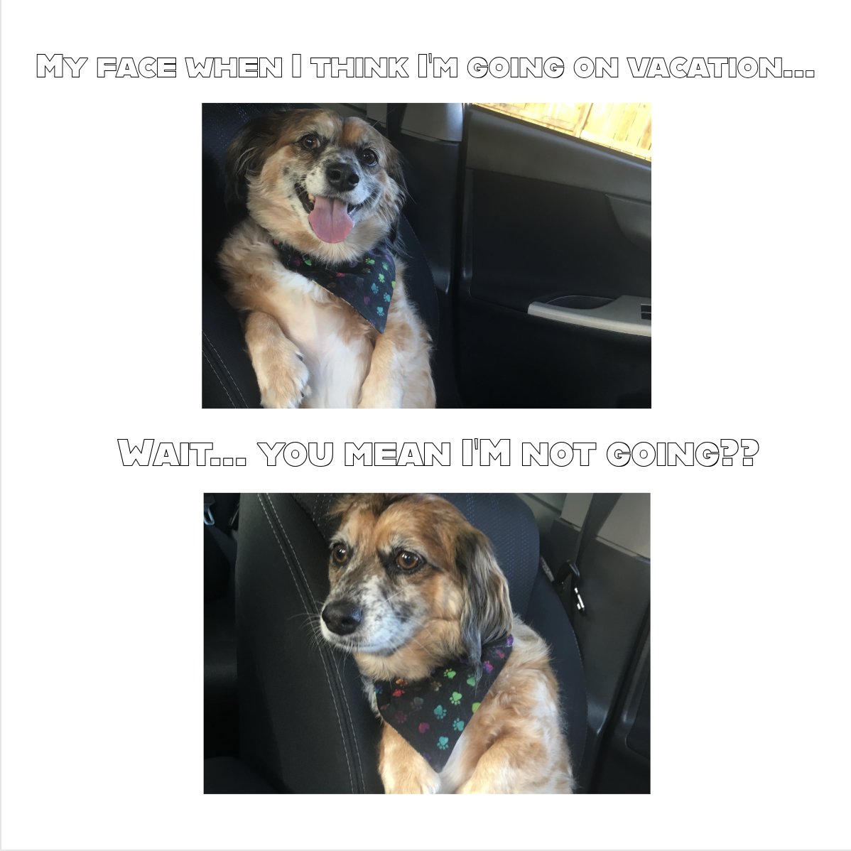 This meme is based on true events... sorry Nahla #nahlaknowsbest #MCO335