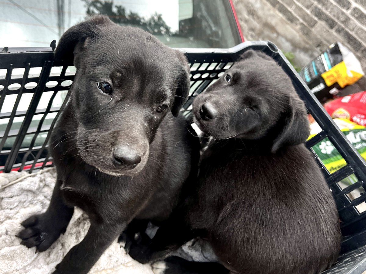 Hoy recogimos una perra con dos cachorros. Gracias a un reporte y apoyo ciudadano, se cubrió su resguardo y desparasitación. Los cachorros, de aproximadamente un año y medio, no crecerán mucho, ya que la madre es pequeña y necesita esterilización. Quieres darle hogar a alguno? 🖤