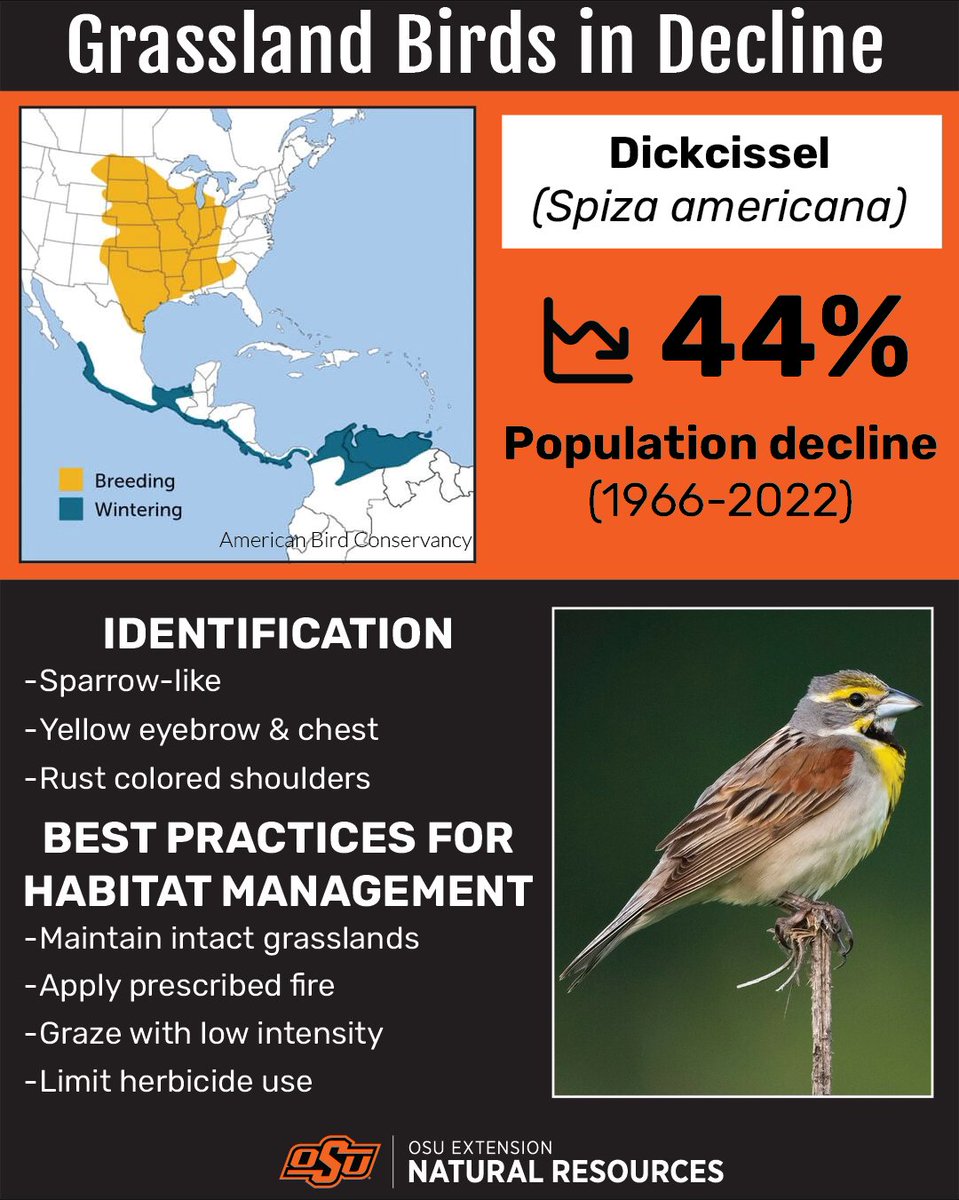 Grassland Birds in Decline

Eastern Meadowlark (Sturnella magna)
79% population decline (1966-2022)

Identification
- Yellow belly with a black "V" on chest
- Long, spear-shaped bill
- Short tail

Best Practices for Habitat Management
- Graze with moderate intensity
- Patch-burn