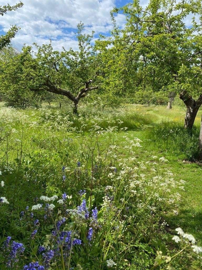 greendreamvibes's tweet image. Serene