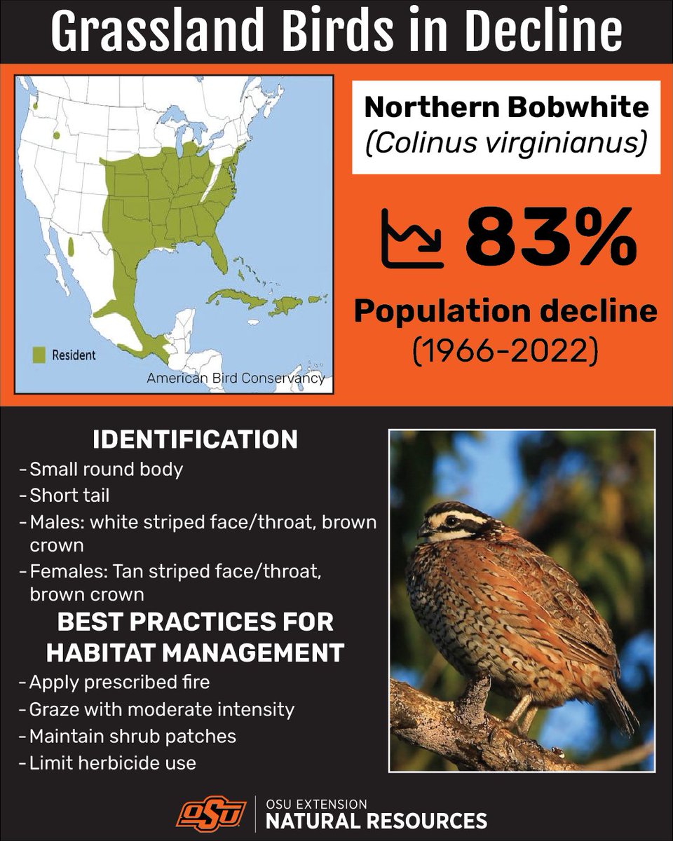 Grassland Birds in Decline

Loggerhead Shrike (Lanis ludovicianus)
80% population decline (1967-2022)

Identification
- Large blocky head
- Thick slightly rounded bill
- Long rounded tail
- Grey with black mask

Best Practices for Habitat Management
- Graze with light-moderate