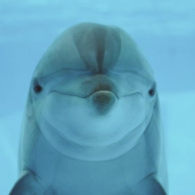 HaJk469660's tweet image. 👤 Me: “Extinction is forever.”
🧬 Colossal: “Hold my CRISPR.”
🐺 The Dire Wolf RETURNS after 10,000+ years! 🌑🔥

#DireWolf #BackFromExtinction #CRISPR #Colossal #ViralScience #BreakingScience  Get more news - ciky.art/VxphI