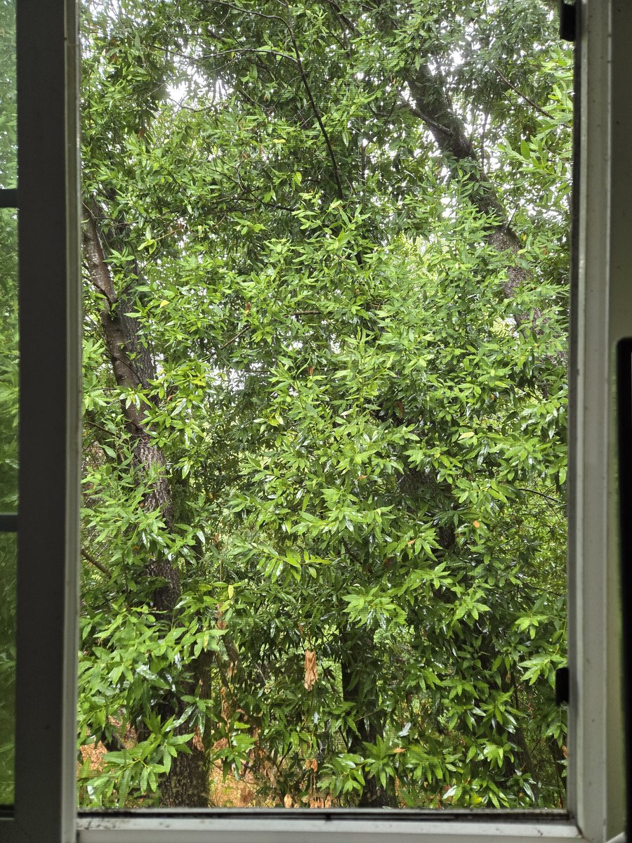 Basking in the sound of rain as I do genga