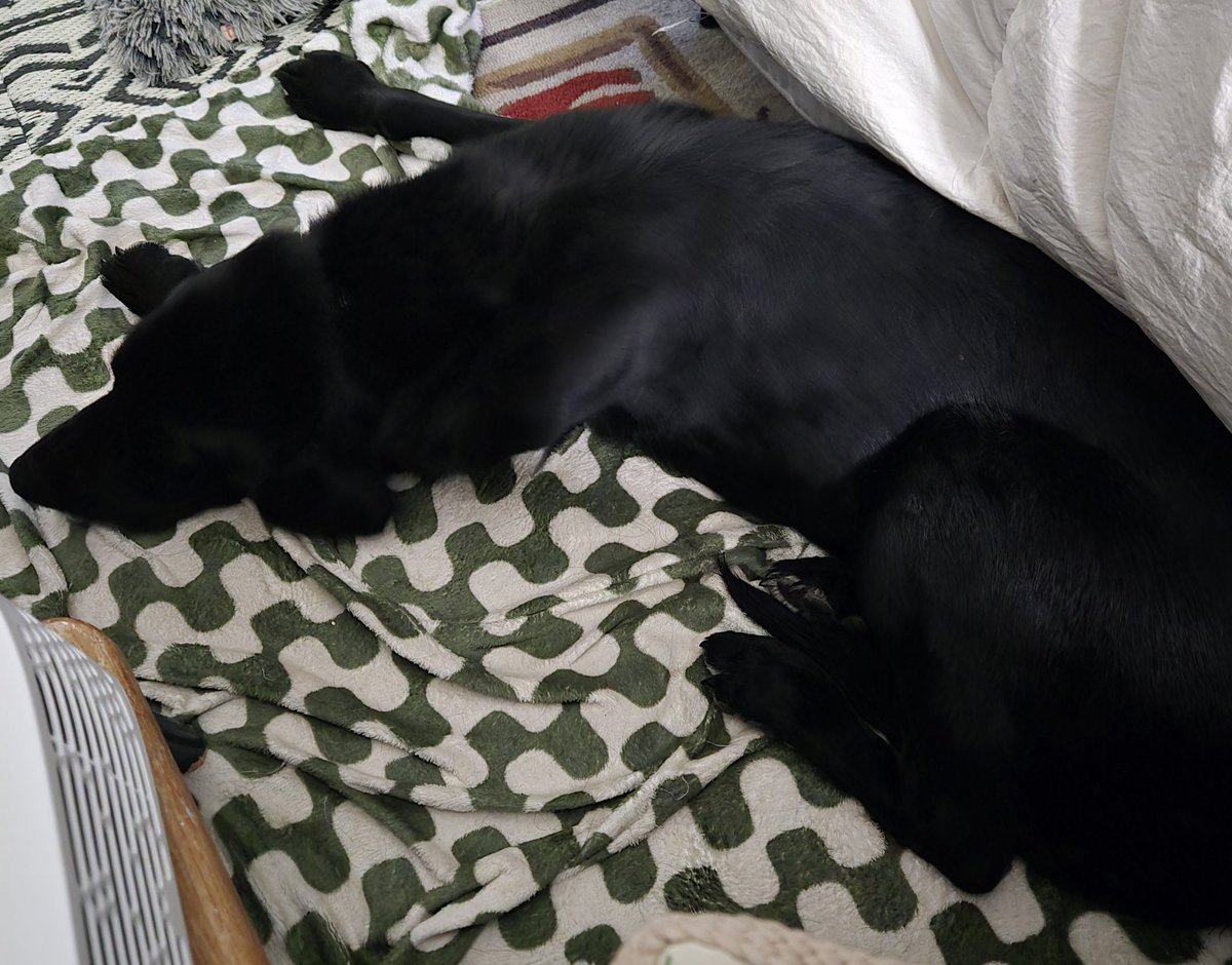 Mickey Paws 🐾🐾 tweet media