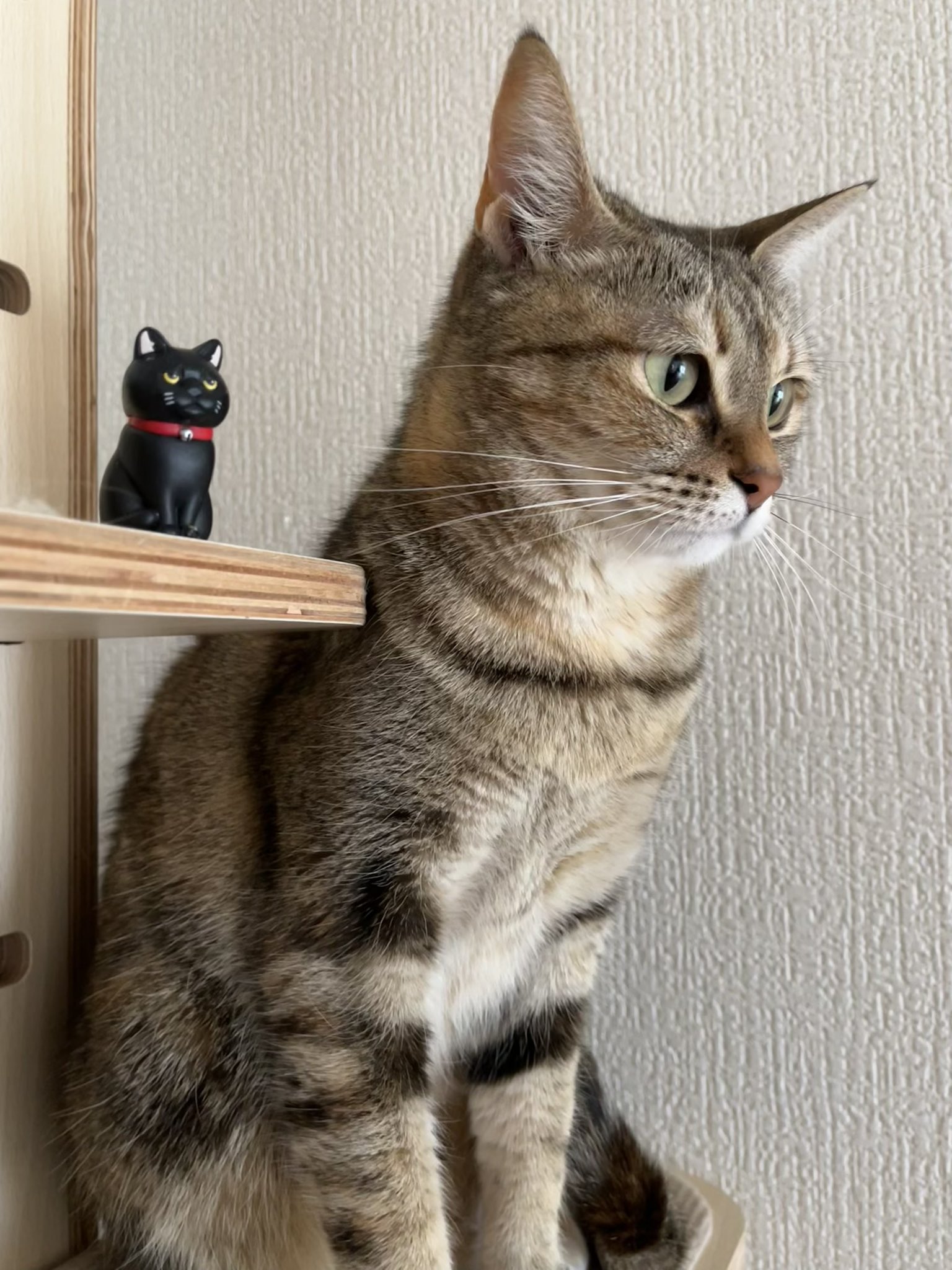 猫 おねだり三毛猫｜WooBia公式オンラインショップ – WooBia
