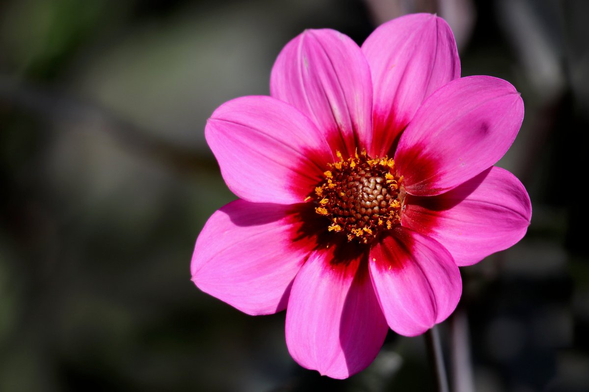 Cihangir İpekkan tweet media