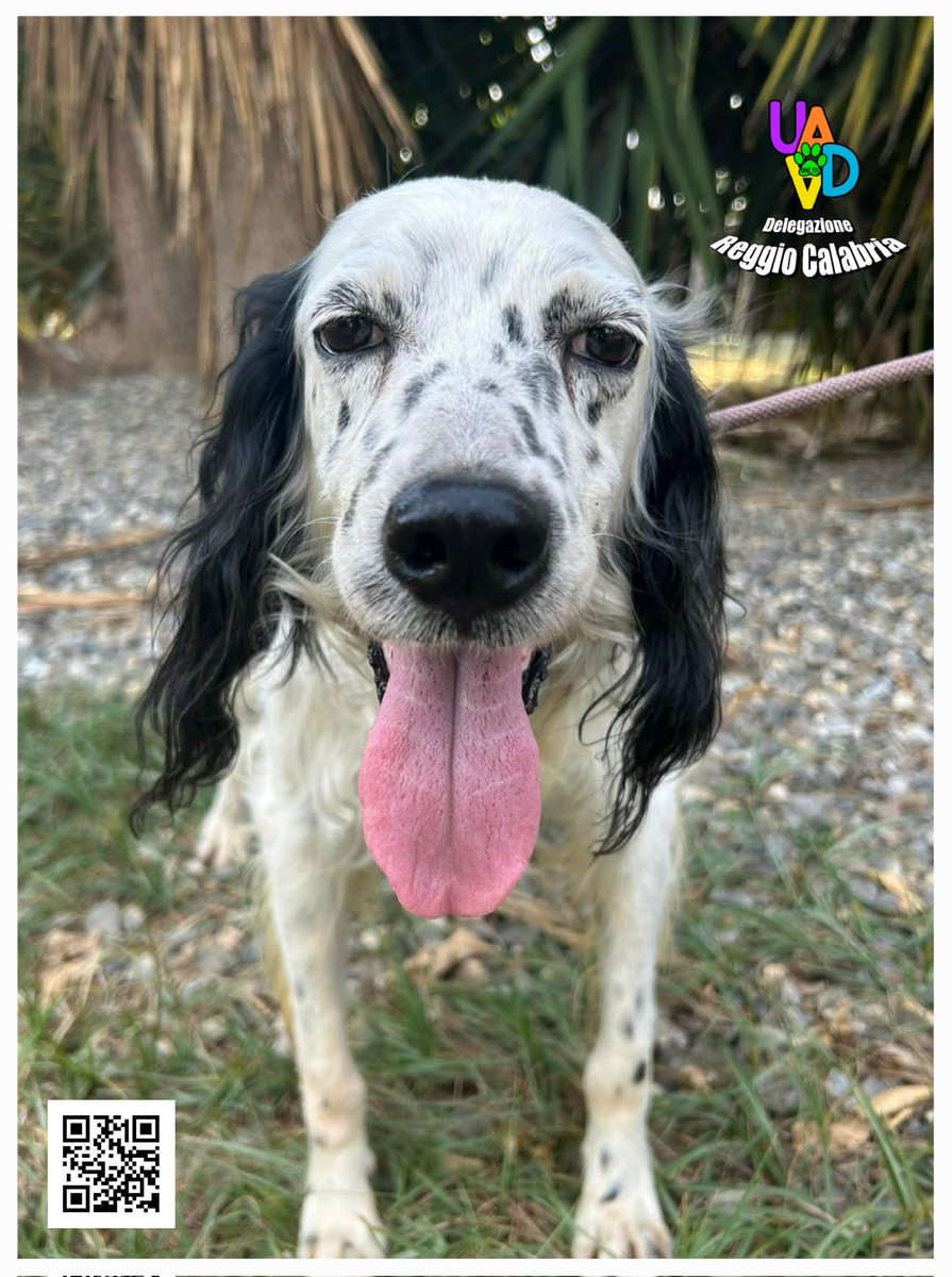 unonlus's tweet photo. #Thyson
#cercafamiglia solo su Reggio Calabria.
Per chi non lo sapesse, Thyson soffre di gravi problemi cardiaci e purtroppo non gli resta molto tempo.
Per info: 345 5855216
Servono Vetmedin o Cardialis 🙏🏻🙏🏻🙏🏻🆘️🆘️🆘️
#uadareggiocalabria https://t.co/kEpcVodbC0