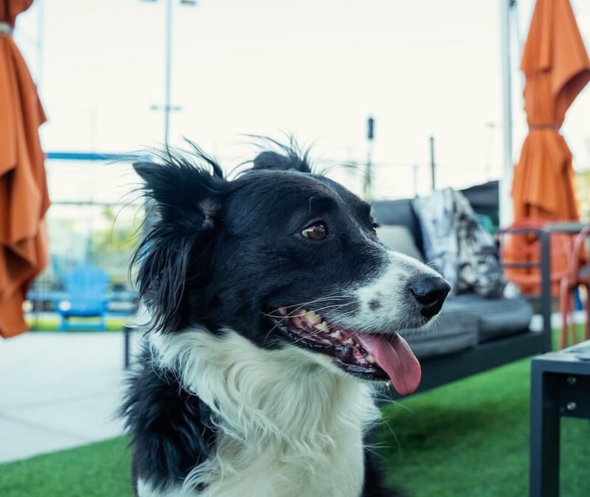 P1Padel's tweet photo. Padel + pups = perfection 🐾 Meet the four-legged superfans bringing the best vibes to P1 Padel 💛 #P1Padel #padel #pups #padelcommunity https://t.co/eaGarXb93M
