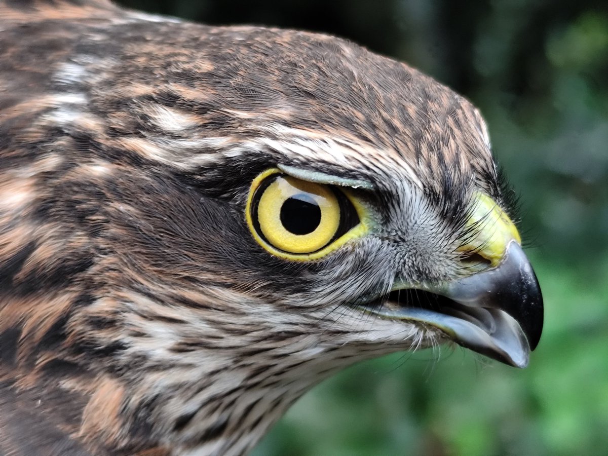 LyndonRoberts15's tweet photo. Caught this Sparrowhawk this evening in the Gordano Valley, plus Swallows going to roost... https://t.co/VWj2ZT07Jq