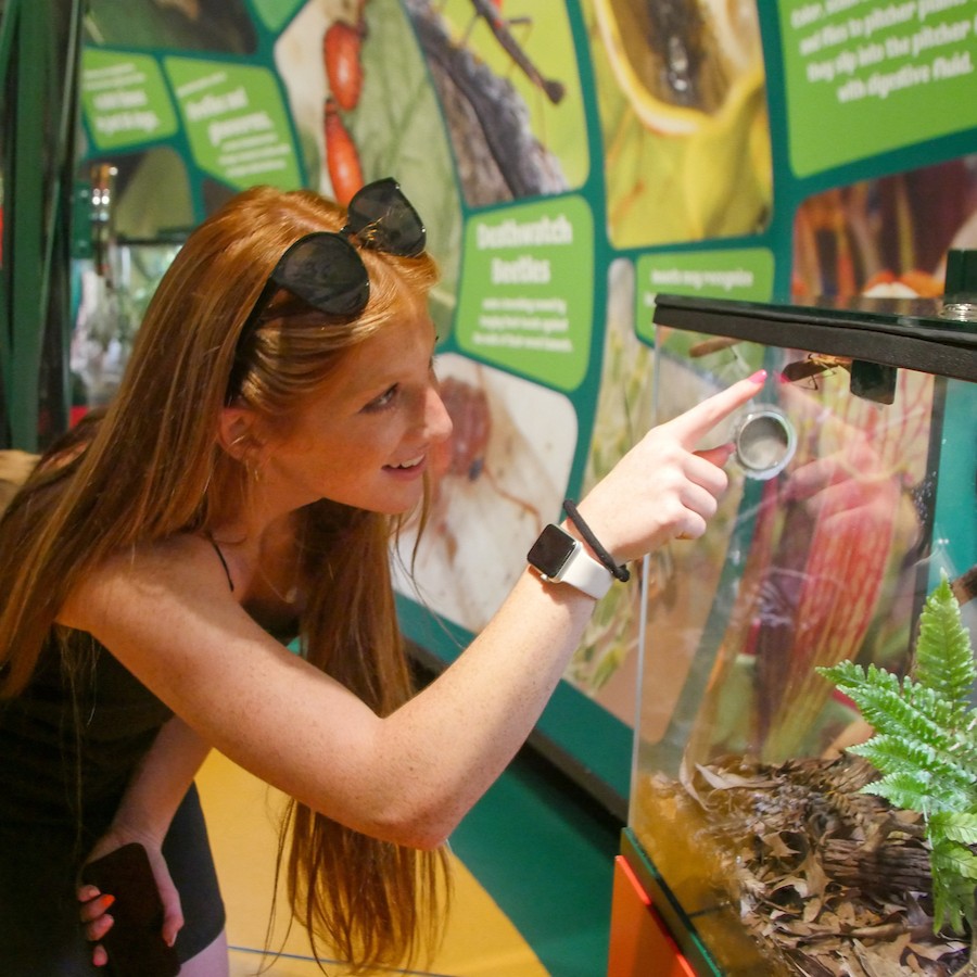 You’ll be wowed around every corner at Audubon Insectarium!