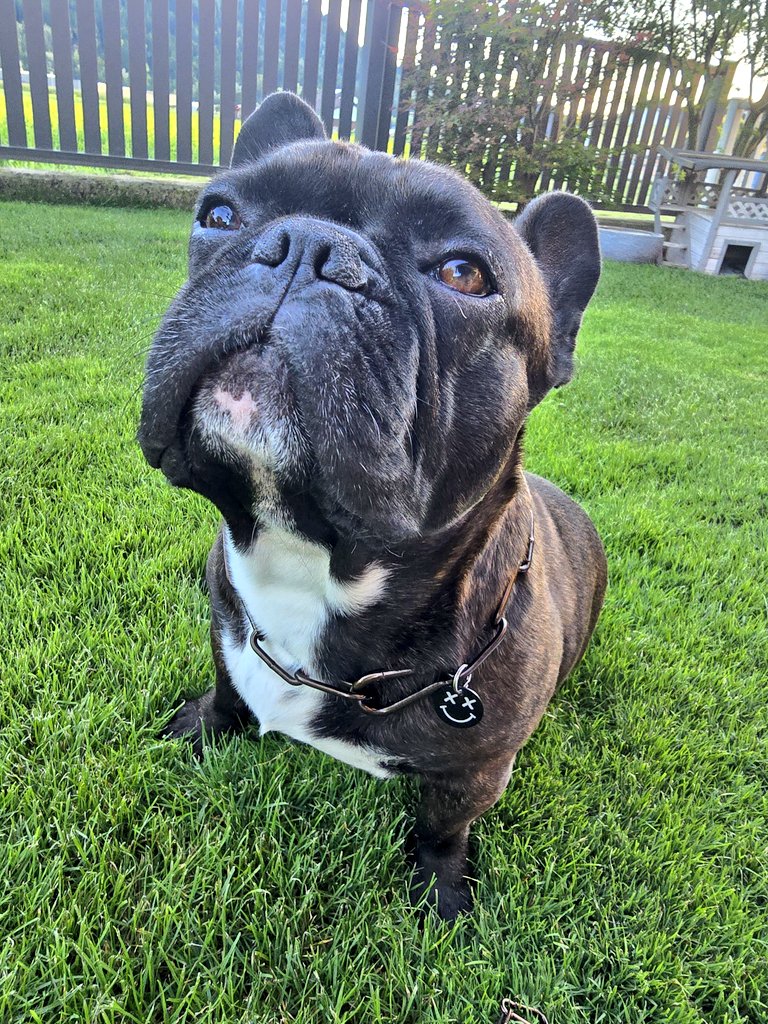 FrenchDust's tweet image. happy hump day 🐪 #dogs #frenchie #HumpDayHappiness #WednesdayMotivation