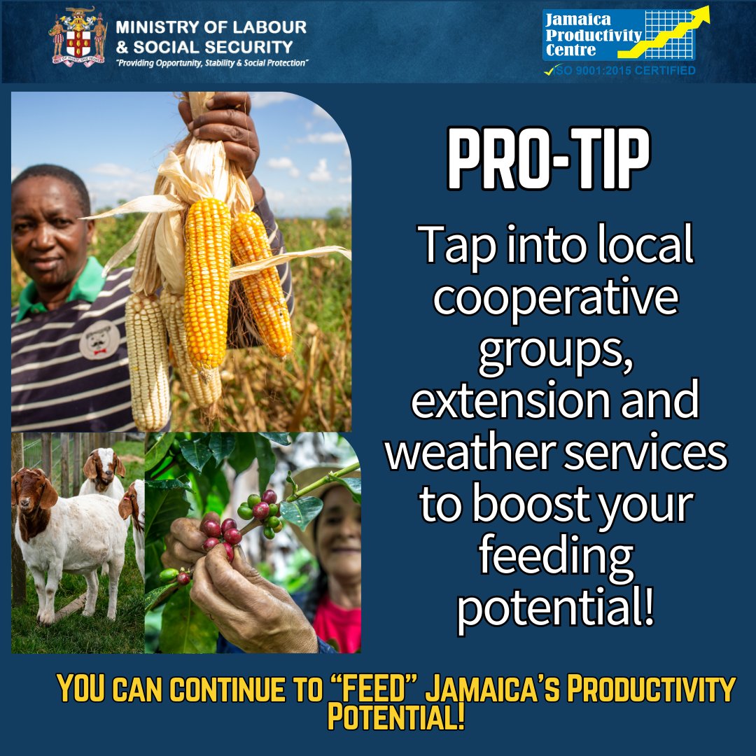 productivityja's tweet photo. A heartfelt "thank you" to all our hardworking farmers, fishers and agripreneurs who work tirelessly to feed Jamaica's productivity potential.

#productivity #agriculture #aquaponics #farmers #fishers #agrirpreneur #productivityja #mlssjamaica https://t.co/pM6jroLhtu