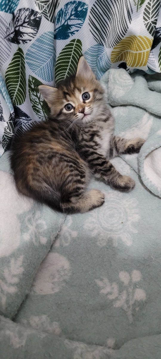 Beni gerçekten kimse istemiyor mu? 😔 #yuva #satınalmasahiplen