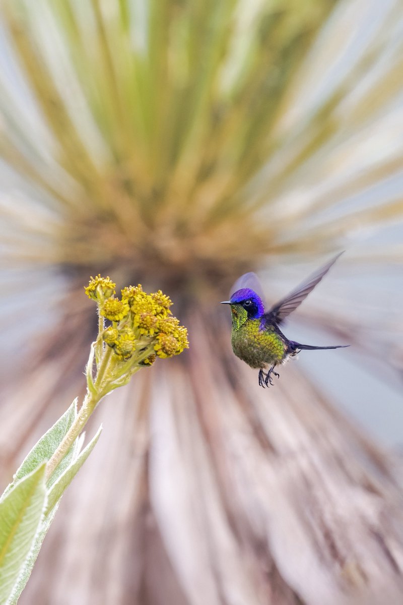 Los colibríes de páramo no solo polinizan flores únicas como el frailejón, también mantienen vivo este ecosistema frágil y sagrado.

 #miercolesdeemplumados