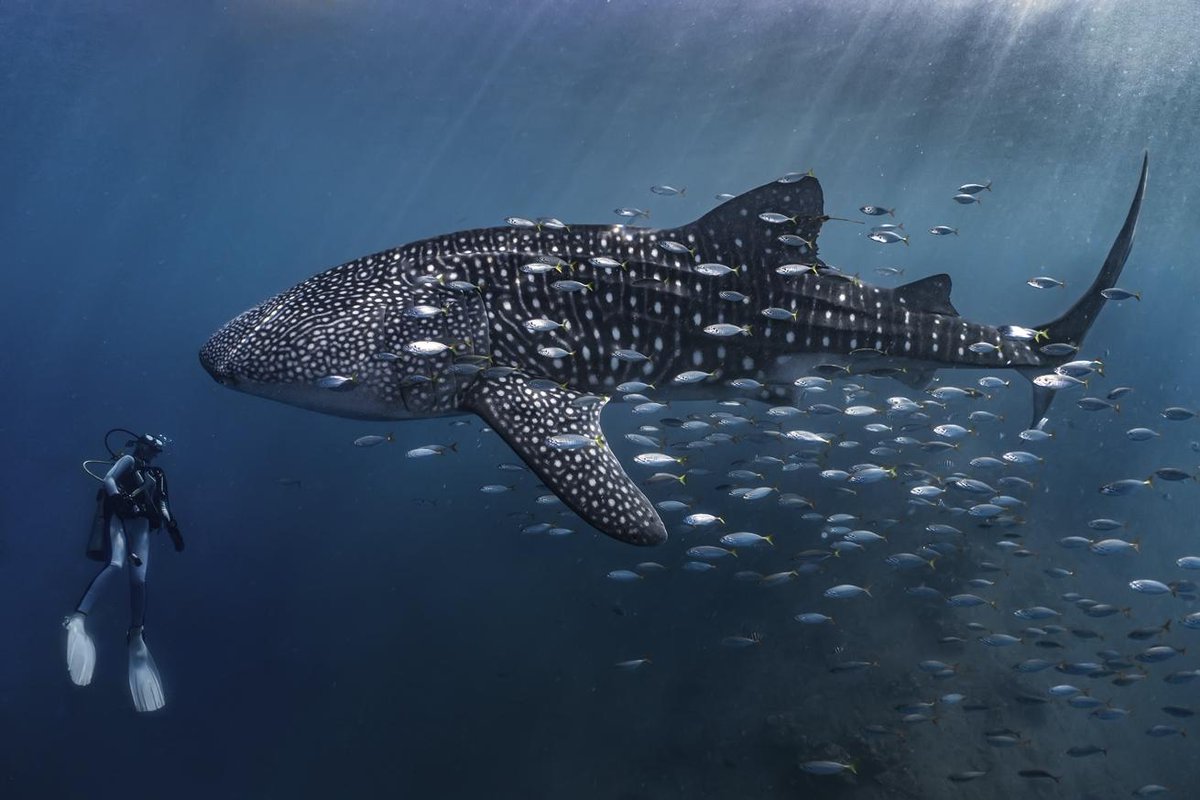 Whale Shark and a Diver, Amateur Second Place by Yubzukamoto Ayub Mooduto; taken near Botubarani Village, Gorontalo, Indonesia
From Scuba Diving Magazine’s 2025 Underwater Photo Contest Winners. Full article at scubadiving.com/2025-photo-con…