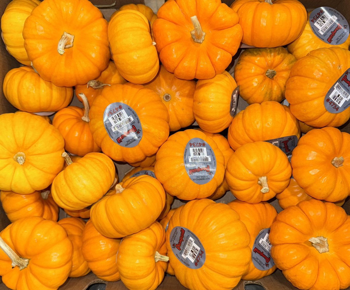 FreshForwardYEG's tweet photo. 🎃Pumpkins have arrived and they're looking gourd-geous!🎃
We’re stocked for the season with a wide variety of fresh, high-quality pumpkins from classic carvers to decorative gourds and baking favorites. Perfect for retail displays, seasonal promotions, and autumn menus! https://t.co/BdpohhAYED