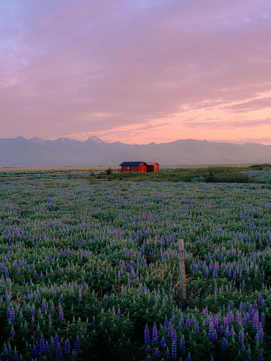 earthcurated's tweet image. Late nights in Iceland.