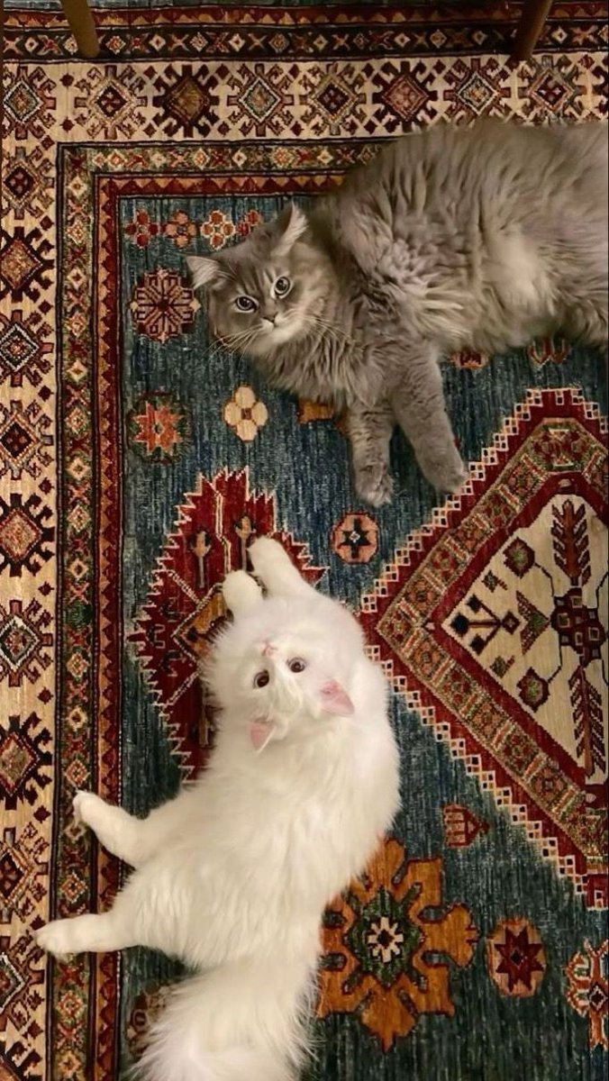 Turkish blue, Turkish red, Turkish Yoruk Rug and Turkish Angora Cats.