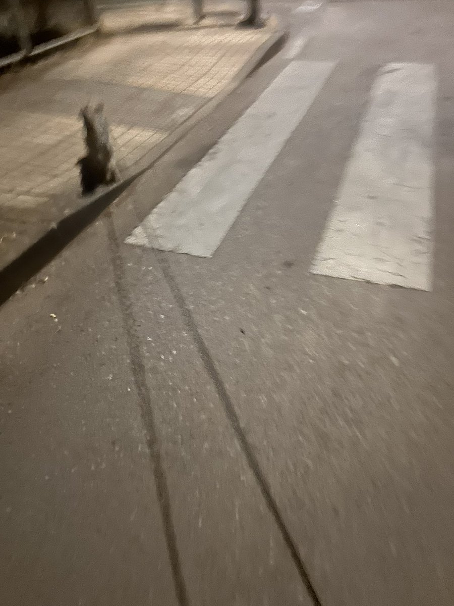 Mi “andi-corri” de hoy ha sido tarde pero bien acompañada. Sigue corriendo más que yo 😂