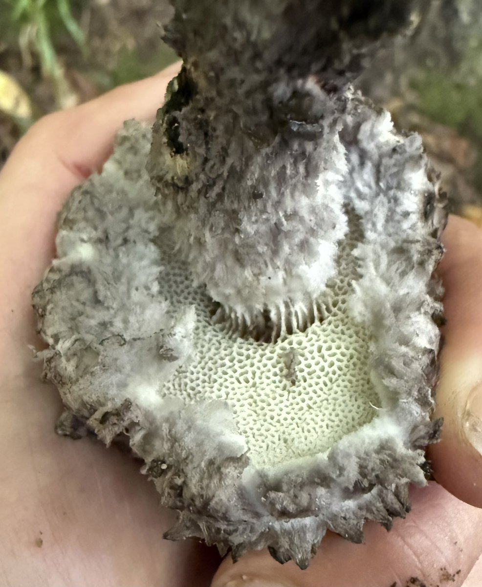 Er ist definitiv der Punk unter den Röhrlingen: der Strubbelkopfröhrling (Strobilomyces strobilaceus) ist zwar mit seiner graubraunen Farbe ziemlich gut getarnt, aber hat man ihn erstmal entdeckt, beeindruckt er durch seine flauschige, in alle Richtungen stachelig abstehende