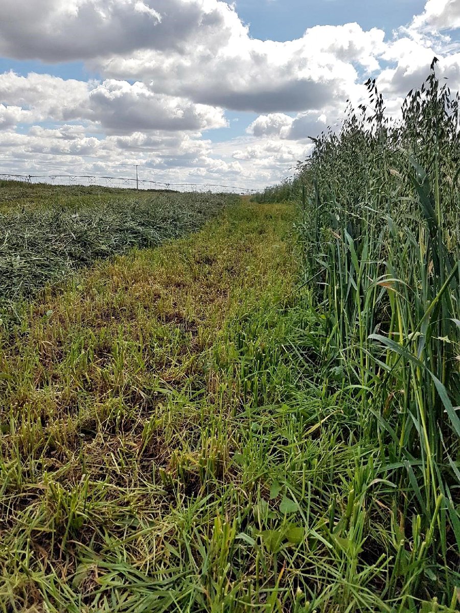 Frost isn't the only reason forage can have nitrates - any type of stress can cause nitrate accumulation. Include a nitrate test as part of your feed planning strategy. #SaskAG
