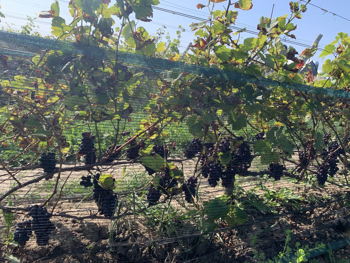 Awaiting harvest….!  Days away from harvest, just patiently waiting…🍇🍷