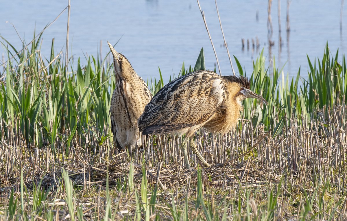 I would like to apologise to all my followers and others who look at my X page that you will see lots of Bittern images. This is a species which I have been studying the last five years. It has become more than just a few photos, but more a scientific study of Bittern behaviour😊