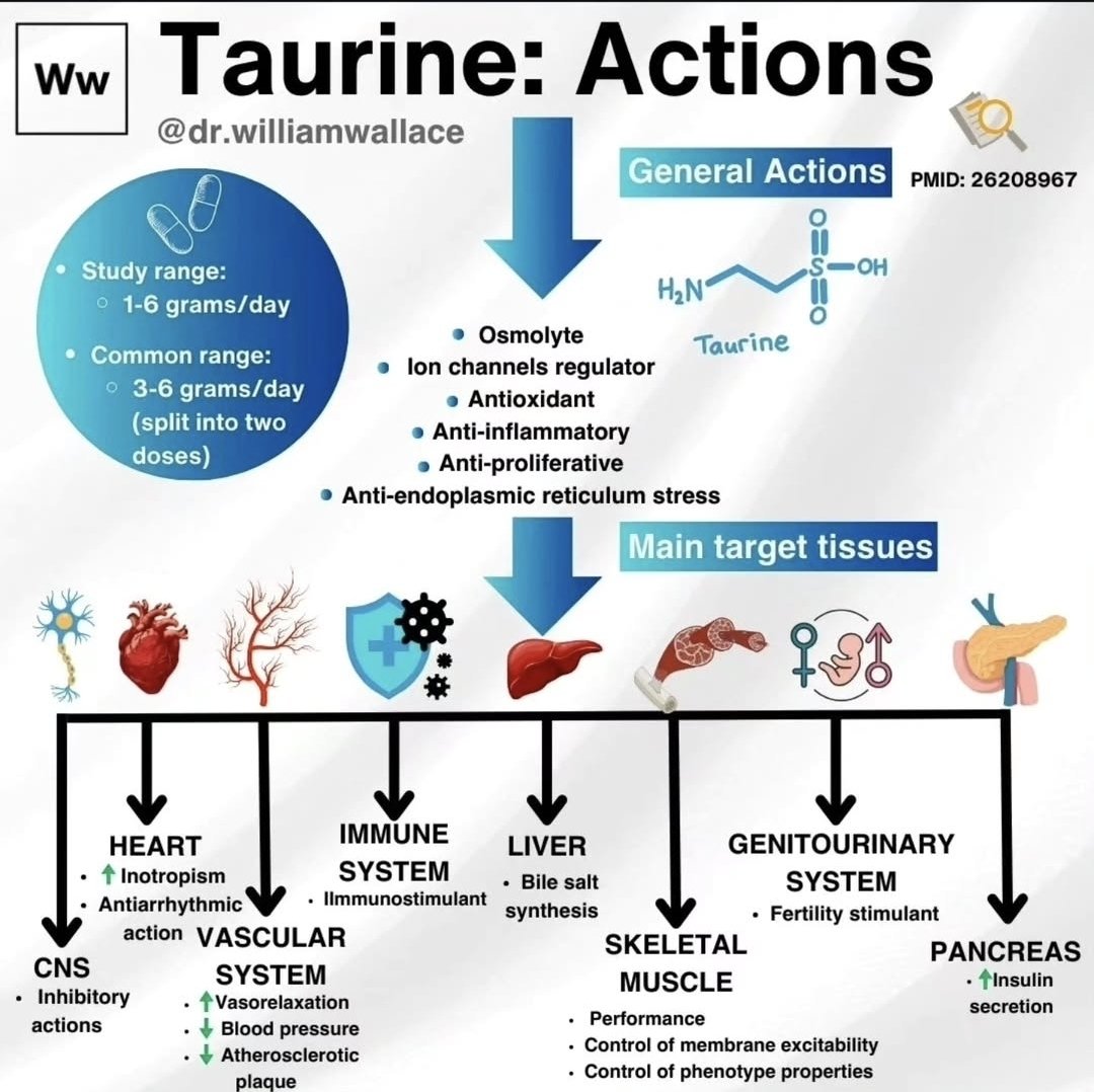 Taurine is a sulfur-containing amino acid known for its critical involvement in skeletal muscle, heart and brain function. With high concentrations found in excitable tissues such as muscle, brain, and heart, taurine is essential for maintaining cellular homeostasis. It