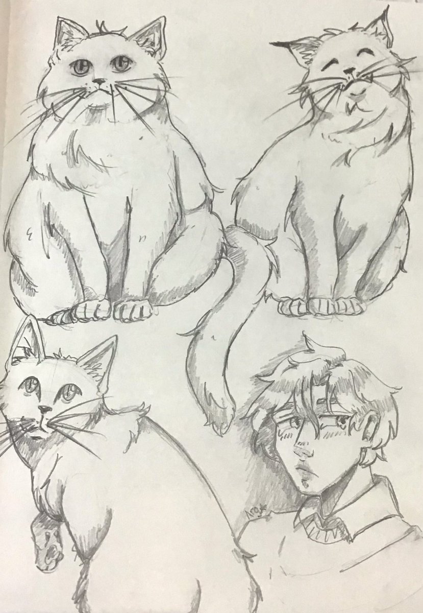 Práctica de gatitos