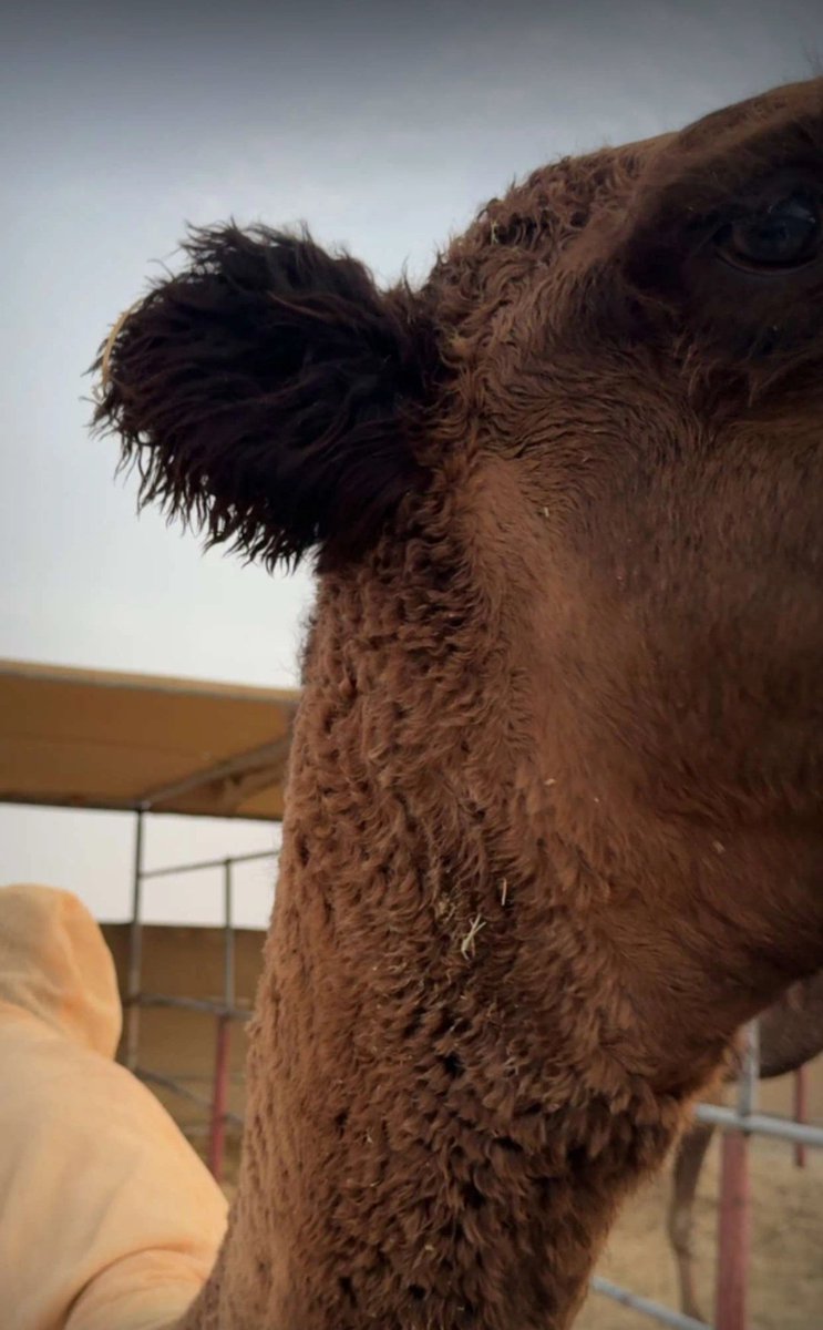 شـــاور || .. 🐪 tweet media