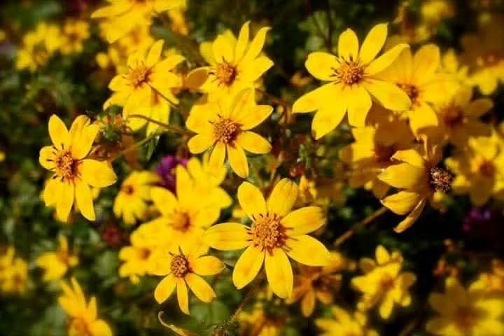 ርሑስ በዓል ሓዱሽ ዓመት!
መልካም አዲስ አመት!
Baga Bara Haaraa Geessan!
Saman wanaagsan!